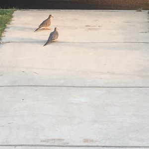 Meet your Posher, Serena